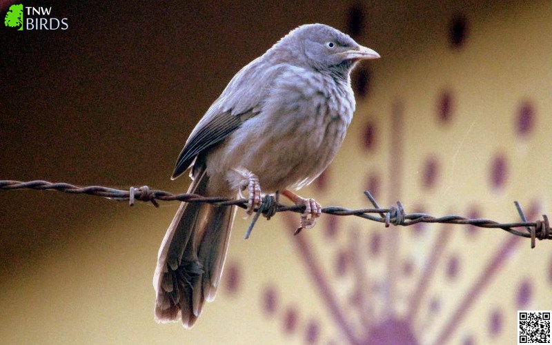 Jungle Babbler